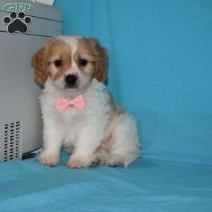 Millie, Cavachon Puppy