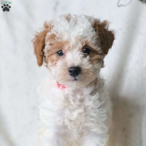 Royal, Miniature Poodle Puppy