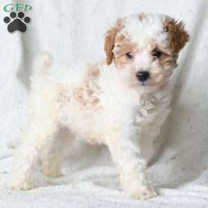 Royal, Miniature Poodle Puppy
