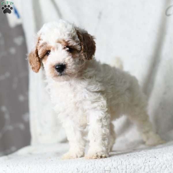Reed, Miniature Poodle Puppy