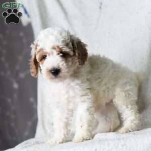 Reed, Miniature Poodle Puppy
