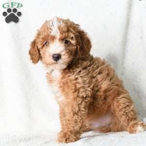 Regan, Miniature Poodle Puppy