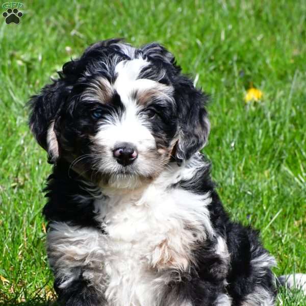 Finley, Bernedoodle Puppy