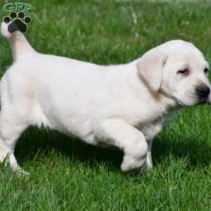 Leo, Yellow Labrador Retriever Puppy