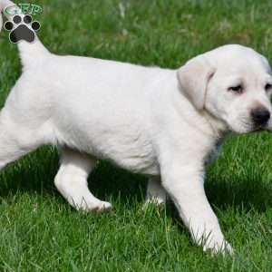 Leo, Yellow Labrador Retriever Puppy
