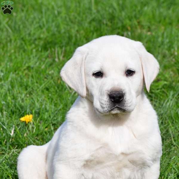 Ikie, Yellow Labrador Retriever Puppy