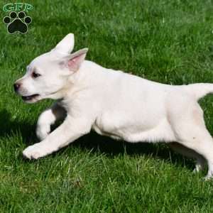 Daffie, Yellow Labrador Retriever Puppy