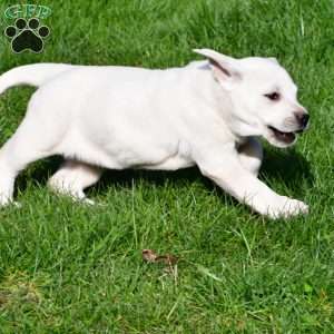 Daffie, Yellow Labrador Retriever Puppy