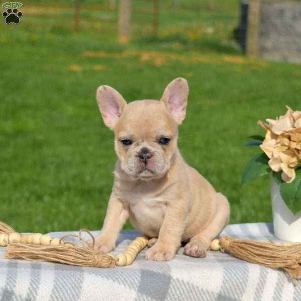 Daisy, French Bulldog Puppy