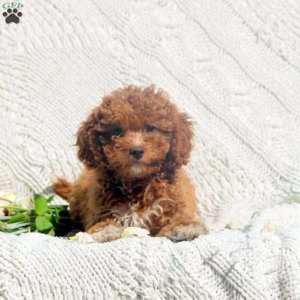 Daisy, Cavapoo Puppy