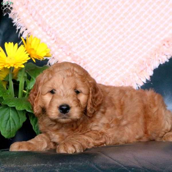 Daisy, Mini Goldendoodle Puppy