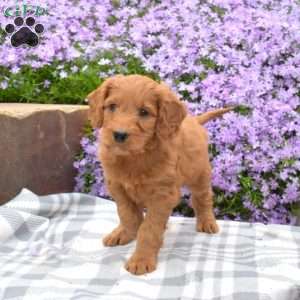 Daisy, Mini Goldendoodle Puppy