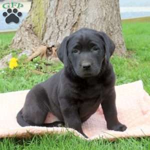 Dandelion, Black Labrador Retriever Puppy