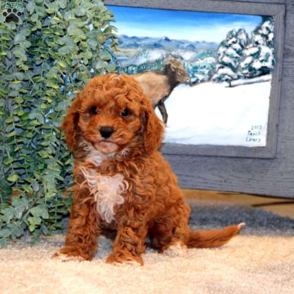 Danny, Miniature Poodle Puppy