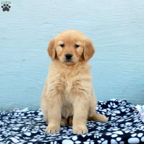 Darcy, Golden Retriever Puppy