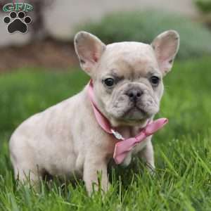 Darla, French Bulldog Puppy