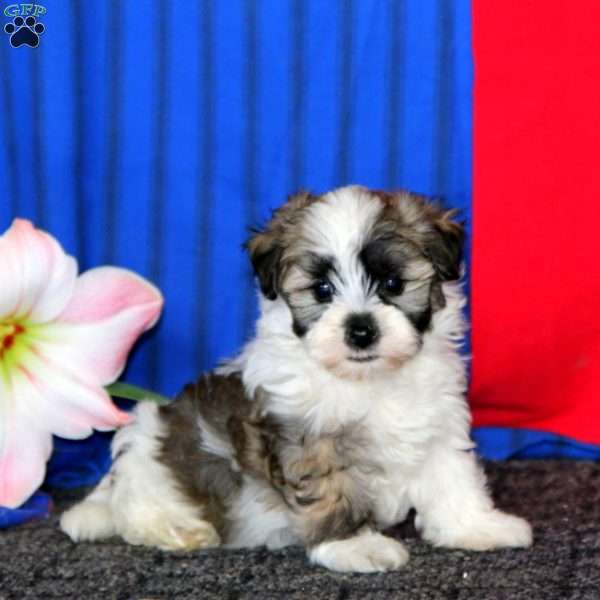 Daryl, Havanese Puppy