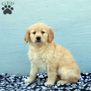 Dawson, Golden Retriever Puppy