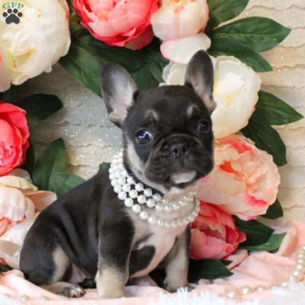 Dazzling Pearl, French Bulldog Puppy