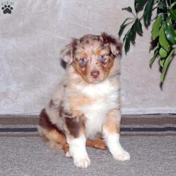 Delilah, Australian Shepherd Puppy
