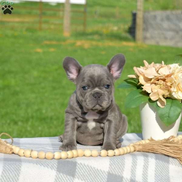 Delilah, French Bulldog Puppy