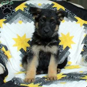 Denny, German Shepherd Puppy
