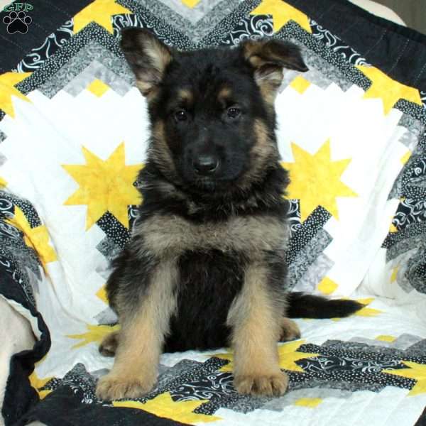 Dill, German Shepherd Puppy