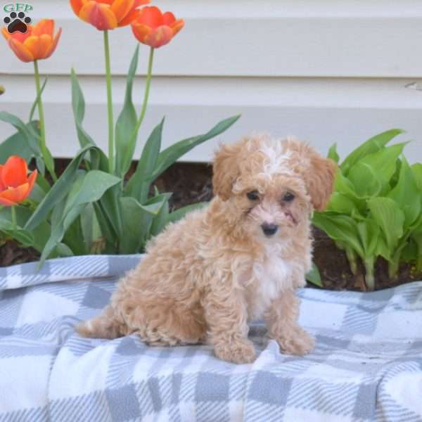 Dixie, Miniature Poodle Puppy