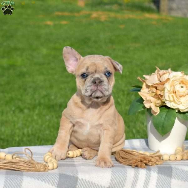 Dixie, French Bulldog Puppy