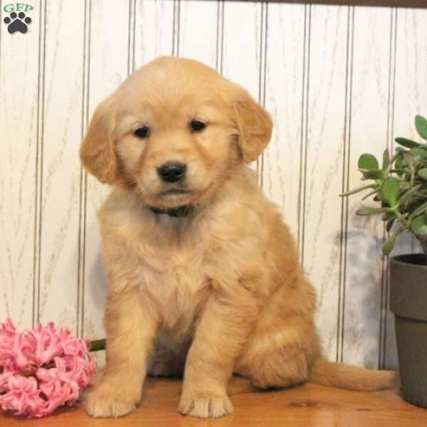 Dixie, Golden Retriever Puppy
