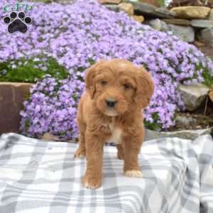 Dixie, Mini Goldendoodle Puppy