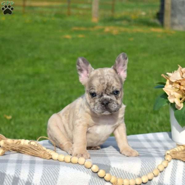 Dixon, French Bulldog Puppy