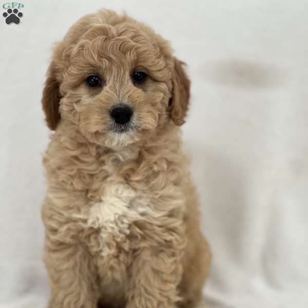 Dolce, Mini Goldendoodle Puppy