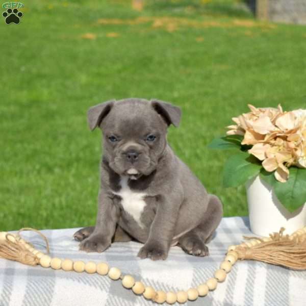 Dolly, French Bulldog Puppy