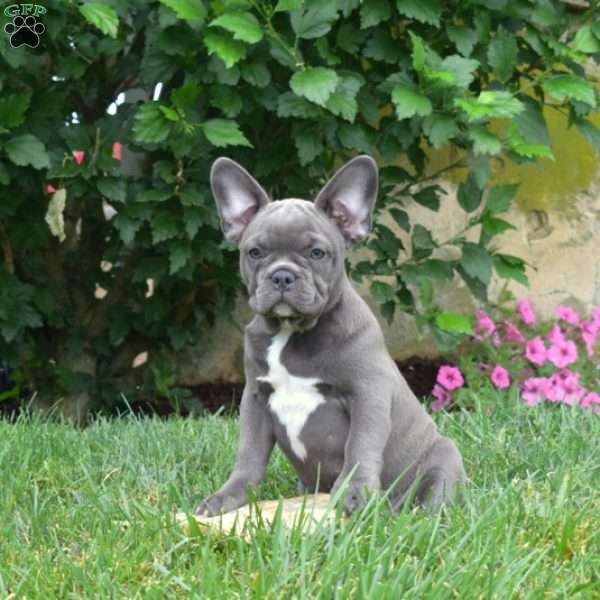 Dolly, French Bulldog Puppy