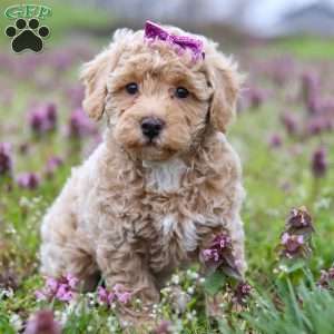 Dottie, Miniature Poodle Puppy