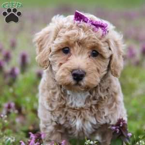 Dottie, Miniature Poodle Puppy