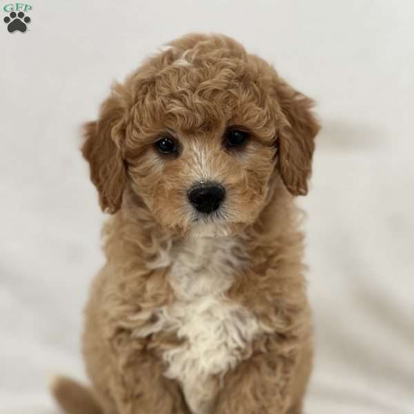 Drake, Mini Goldendoodle Puppy