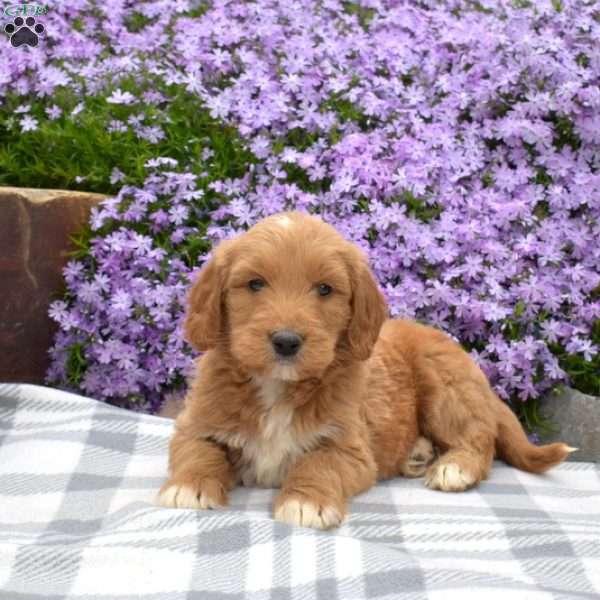 Dudley, Mini Goldendoodle Puppy