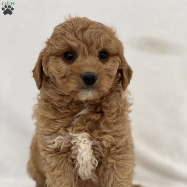 Duke, Mini Goldendoodle Puppy