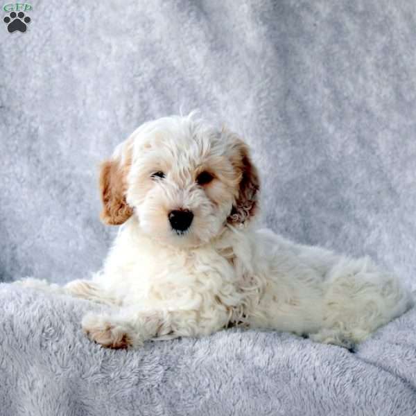 Dusty, Mini Goldendoodle Puppy
