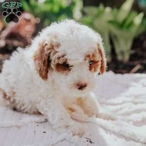 Lola, Mini Goldendoodle Puppy