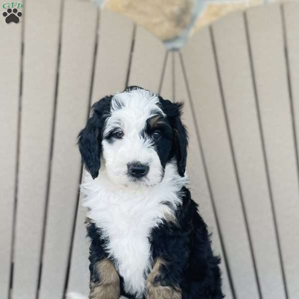 Cookie, Bernedoodle Puppy