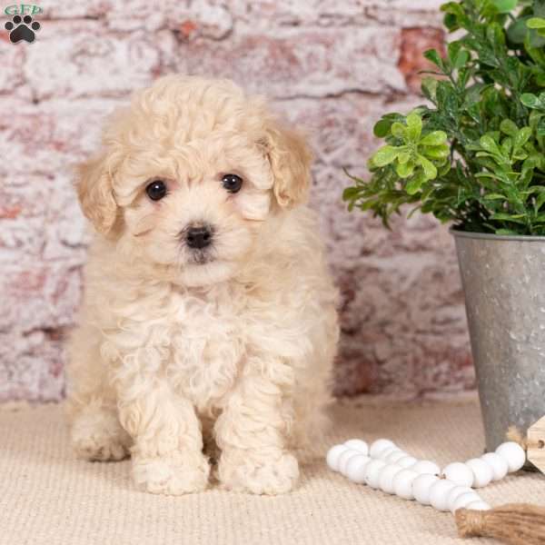 Daisy (Teacup), Bich-Poo Puppy