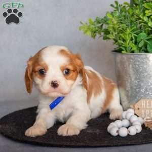 Bubbles, Cavalier King Charles Spaniel Puppy