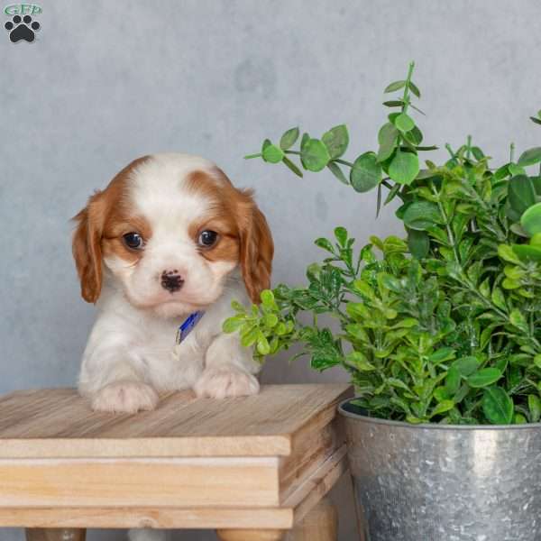 Bubbles, Cavalier King Charles Spaniel Puppy