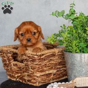 Cavalier King Charles Spaniel Puppies for Sale