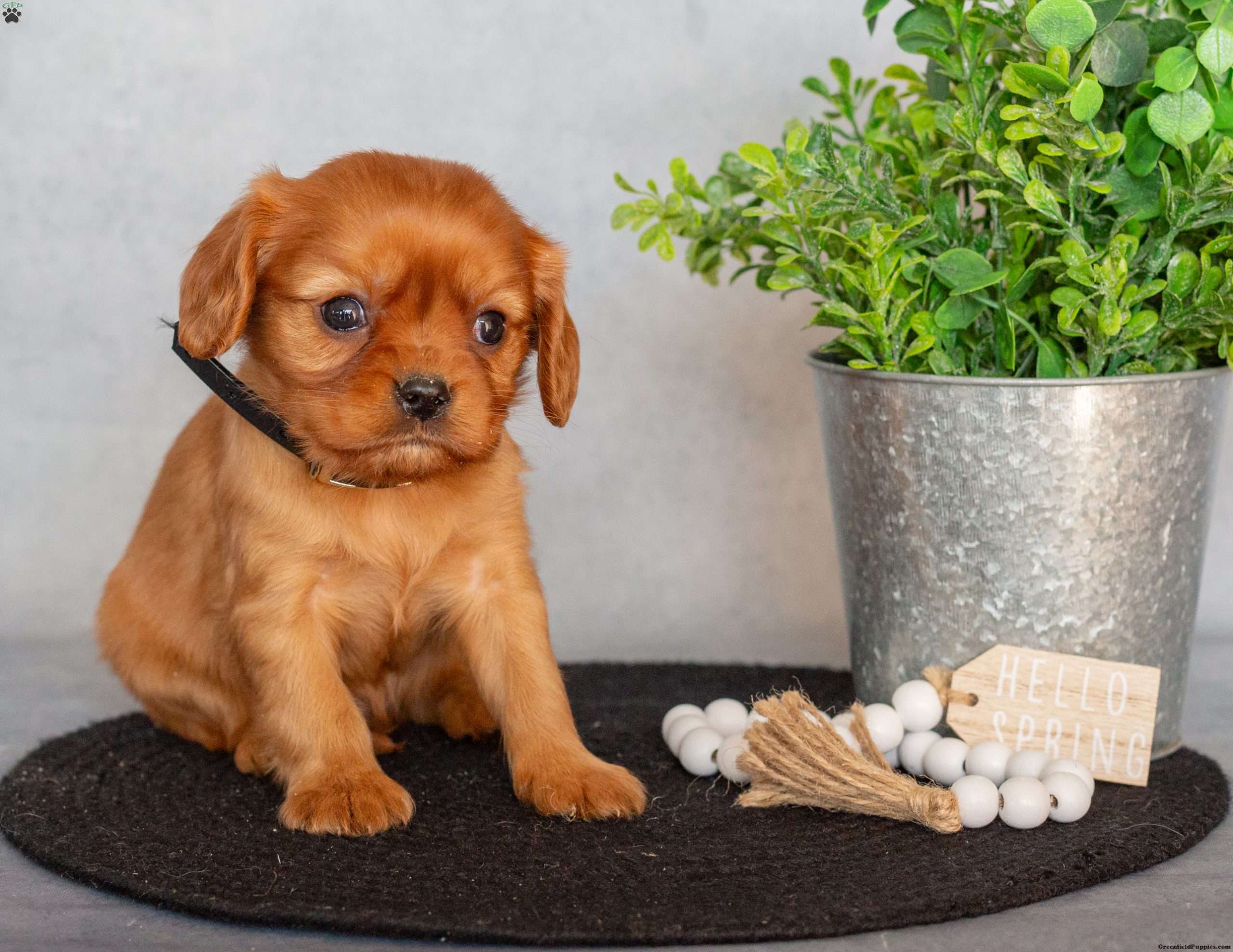 Bradley - Cavalier King Charles Spaniel Puppy For Sale In Pennsylvania