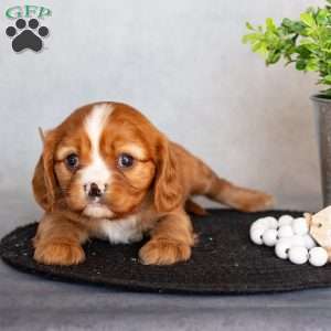 Berney, Cavalier King Charles Spaniel Puppy