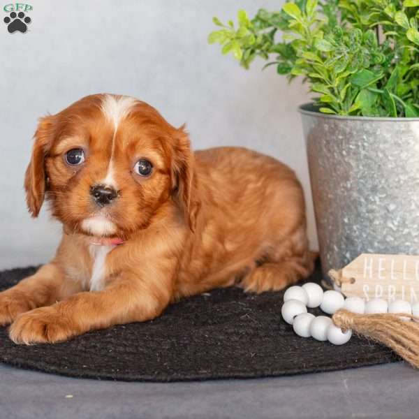 Becky, Cavalier King Charles Spaniel Puppy